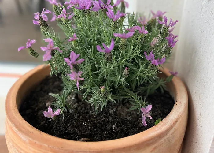 아파트먼트 & 룸 아스트리드  3*