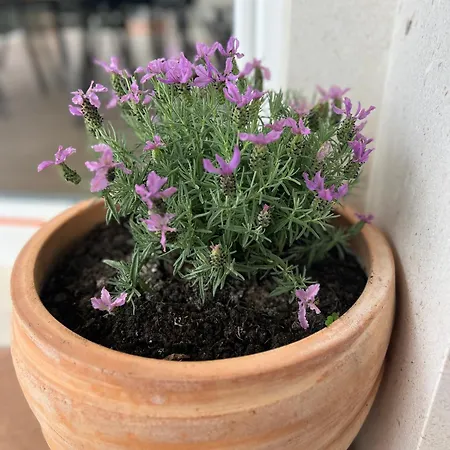 Apartments Romano 3*